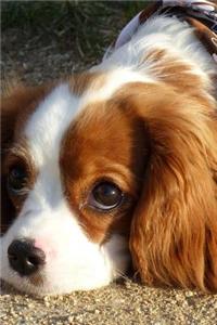 Cavalier King Charles Spaniel Dog Resting Her Head Journal