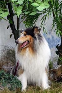 Rough Collie Dog Profile Journal