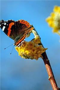 Red Admiral Butterfly Vanessa Atalanta on a Yellow Flower Journal