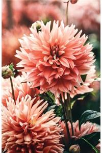 The Botanical Collection