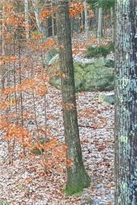 2019 Weekly Planner Late Fall Woods Bare Tree Branches 134 Pages