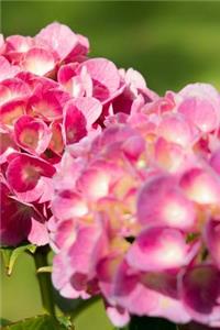 Large and Pink Hydrangea Flowers Journal