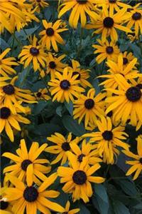 Field of Blooming Black-Eyed Susan Flowers Journal
