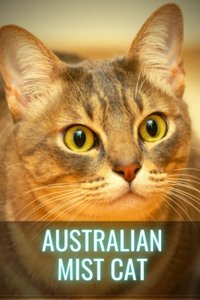 Australian Mist Cat