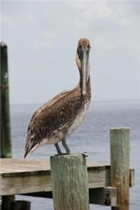 Pelican on a Pier Journal