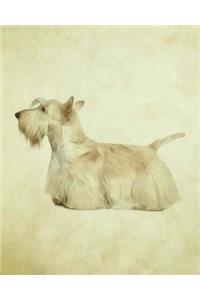 Scottish Terrier
