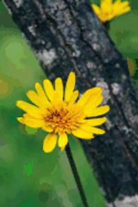 Bright Yellow Flowers in the Forest Nature Journal