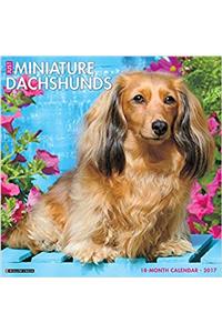 Just Mini Dachshunds 2017 Wall Calendar