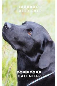 Labrador Retriever 2020 Calendar