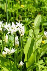 Bear's Garlic Blooming in a Spring Garden Journal