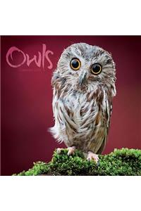 Owls 2015 Wall Calendar