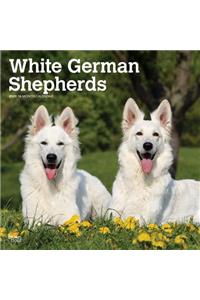 German Shepherds, White 2020 Square