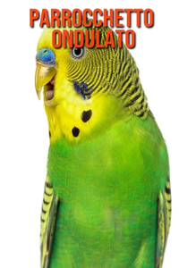 Parrocchetto ondulato