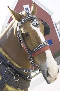 Horse Photo School Composition Book Equine Chestnut Carriage Horse