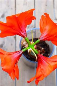 Red Amaryllis Journal
