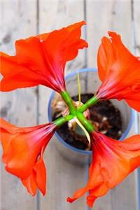 Red Amaryllis Journal