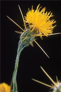 Floral Journal Yellow Starthistle Flower