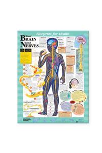 Blueprint for Health Your Brain and Nerves Chart