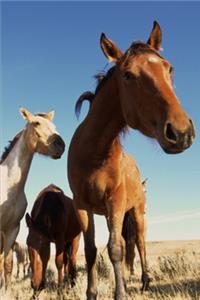 2020 Weekly Planner Horse Photo Equine Curious Horse 134 Pages