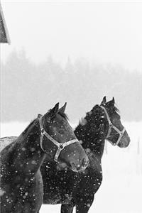 2020 Weekly Planner Horse Photo Equine Horses Snowfall 134 Pages