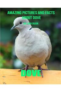 Dove: Amazing Pictures and Facts about Dove