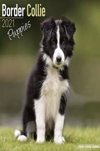 Border Collie Puppies 2021 Wall Calendar
