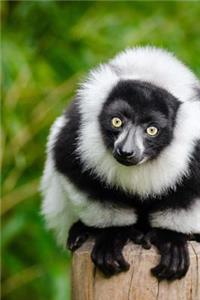 A Cute Black and White Lemur Perched on a Pole Journal