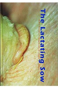 The Lactating Sow
