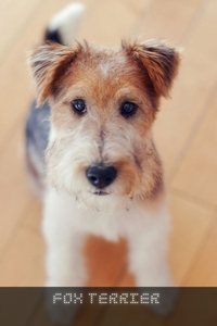 Fox Terrier