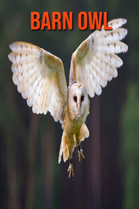 Barn owl