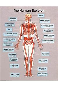 The Human Skeleton