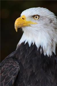 Eagle Portrait Bird Journal