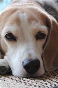 Such a Sweet Beagle Dog Pet Journal