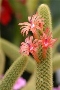 Gorgeous Cactus in Bloom Succulent Journal