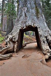 Take a Drive Through the Giant Sequoia Tree in California Journal