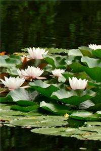 Beautiful Water Lilies on the Pond in Spring Journal