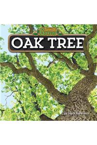 Oak Tree