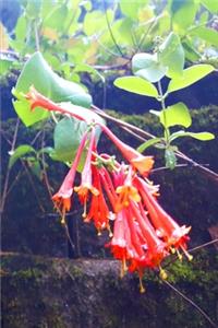 2020 Weekly Planner Honeysuckle Blooms Vine 134 Pages