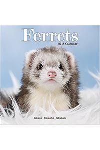 Ferrets Calendar 2018