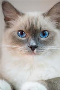 My Ragdoll Cat Notebook