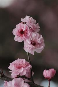 Sakura Cherry Blossoms Journal