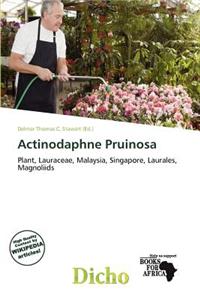 Actinodaphne Pruinosa