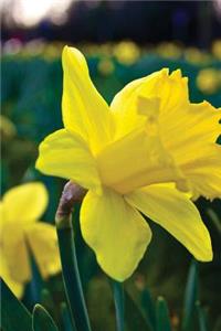 Yellow Daffodil New Beginnings Journal