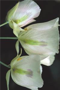 Utah State Flower - Sego Lily Journal