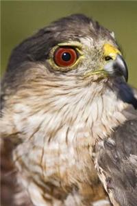 Hawk Portrait Bird Journal