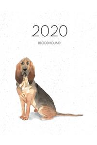 2020 Bloodhound
