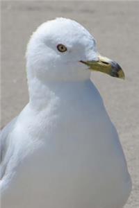Ring-Billed Gull Journal (Larus Delawarensis)
