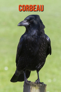 Corbeau