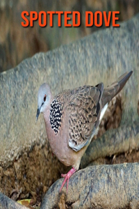 Spotted Dove