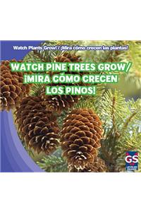 Watch Pine Trees Grow / ¡Mira Cómo Crecen Los Pinos!